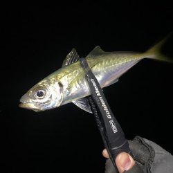 アジングつ抜け