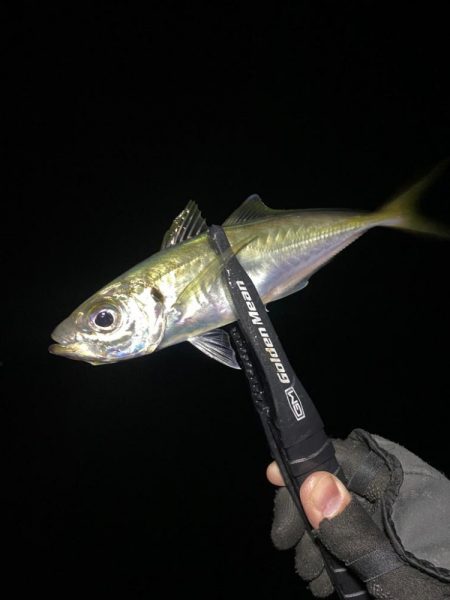 アジングつ抜け