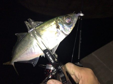 悶絶アジング&ロックフィッシュ