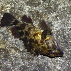 姫路メバリング｜ガシラ覚悟のボトム攻めで良型メバル発見！