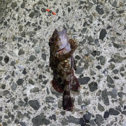 無風で絶好の釣り日和ですがメバルは激渋！