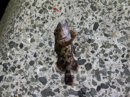 無風で絶好の釣り日和ですがメバルは激渋！