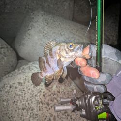 ベイトメバリング