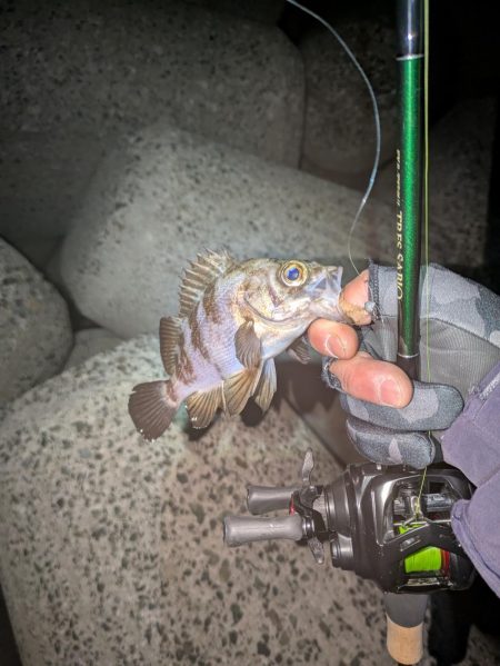 ベイトメバリング