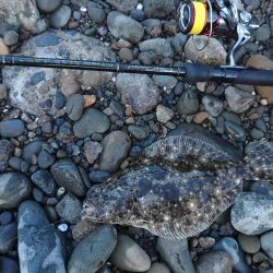 初釣り(尺)?フロートゲーム~