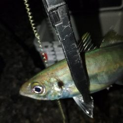 (尺アジ)フロートゲーム~