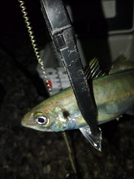 (尺アジ)フロートゲーム~