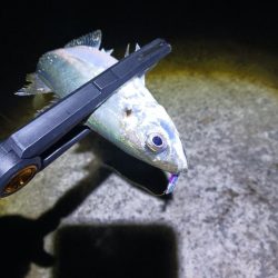 爆風アジング 尺有