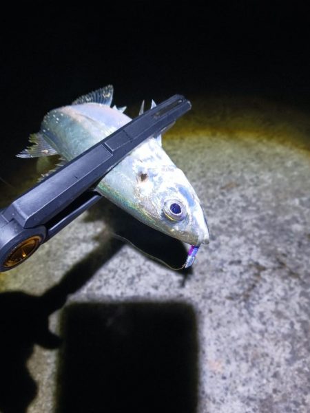 爆風アジング 尺有