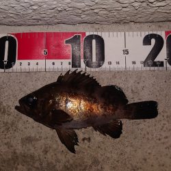 電気ウキ初釣り