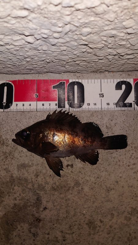 電気ウキ初釣り