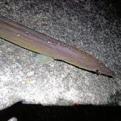 1/17釣果　真鯛微妙なサイズ入れ食い。