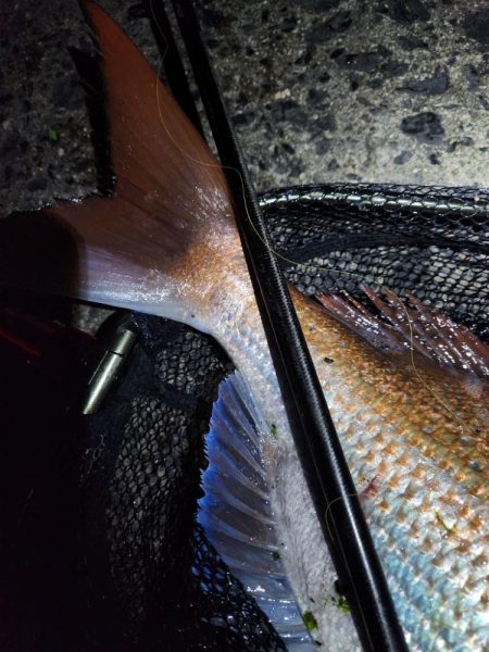 チニングでショアレッド！