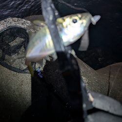 陸っぱり釣行記