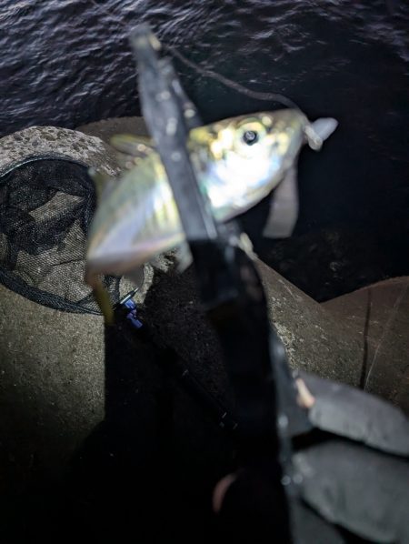 陸っぱり釣行記