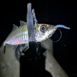 陸っぱり釣行記