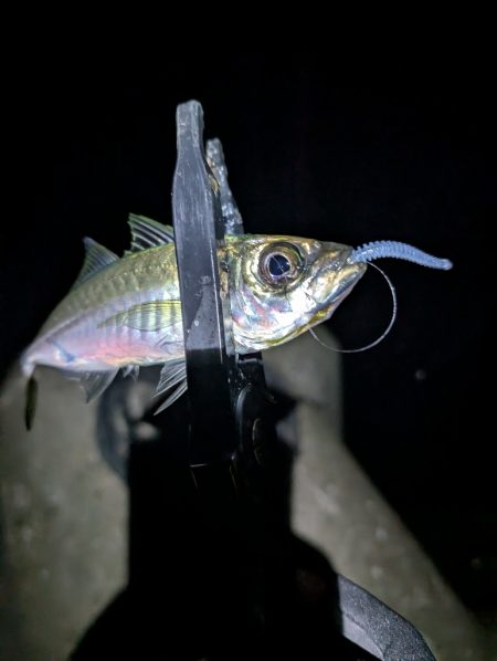 陸っぱり釣行記