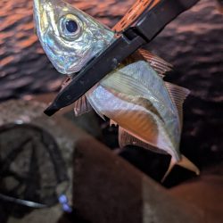 陸っぱり釣行記