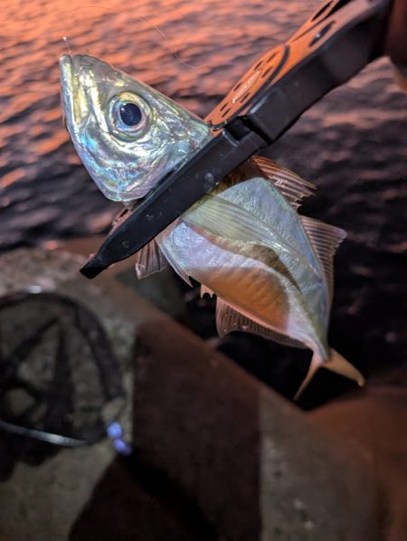 陸っぱり釣行記