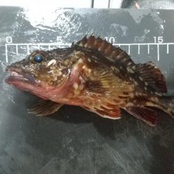 ガシラは元気~ファーストフィッシュ