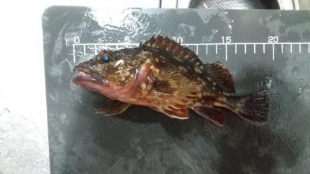 ガシラは元気~ファーストフィッシュ