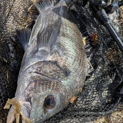 広島チニングでクロソイ！