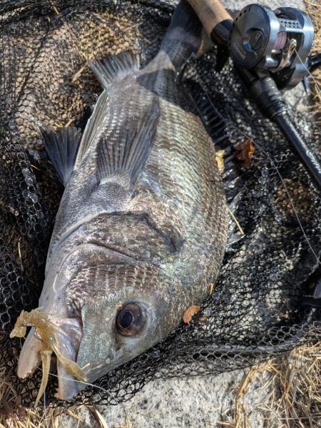 広島チニングでクロソイ！