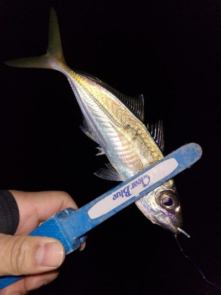 アジングガイド