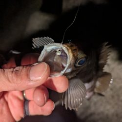 寝付けないのでちょっと海まで