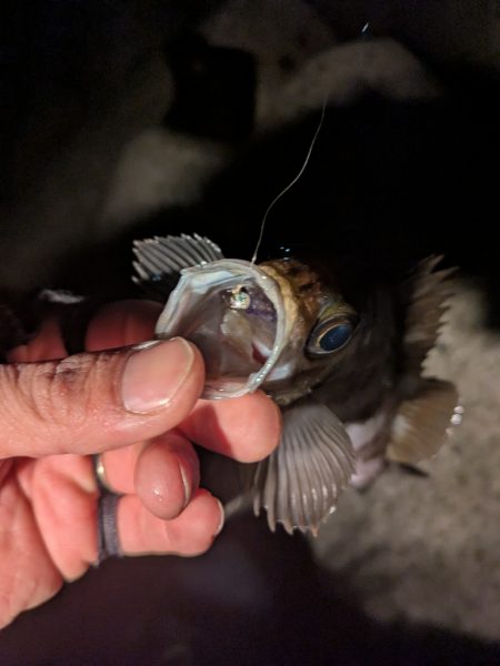 寝付けないのでちょっと海まで