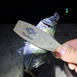 しょっぱい釣果