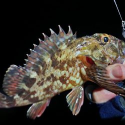 ライトゲーム🎣