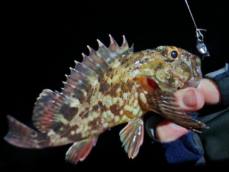 ライトゲーム🎣