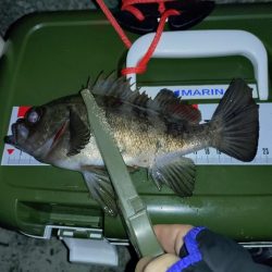 そろそろメバリングの季節に…