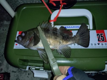 そろそろメバリングの季節に…