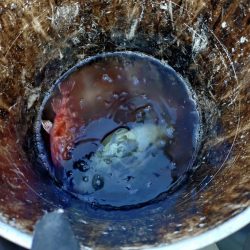 25年釣り始めは船カワハギ