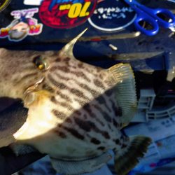 船カワハギ終盤戦