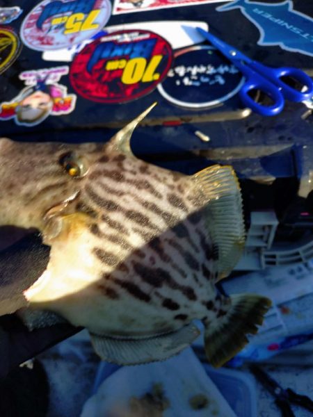 船カワハギ終盤戦