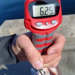 新年一発目はコブダイ!