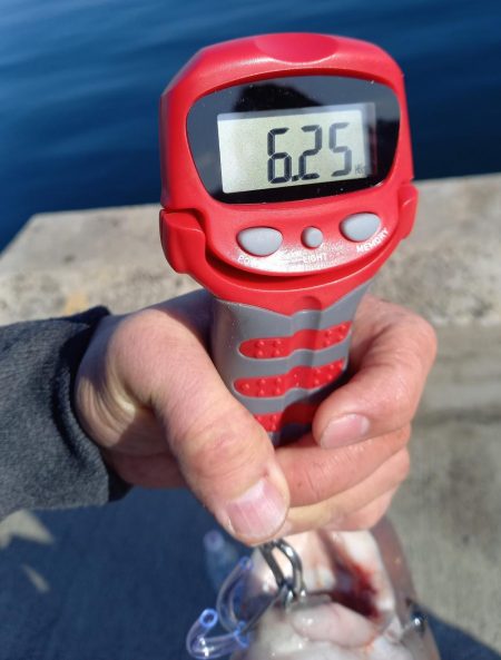 新年一発目はコブダイ!