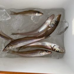 堤防からのキス釣りです