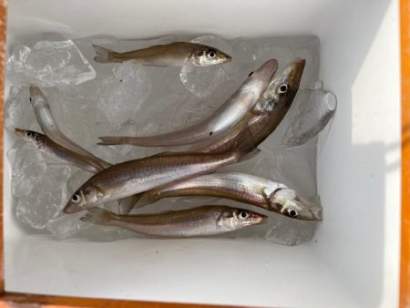 堤防からのキス釣りです