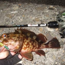 新年初釣行 BFSでライトロック