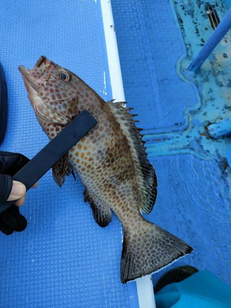 カワハギ釣り　島きち丸