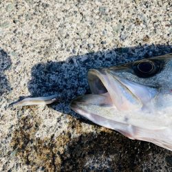 2025年一発目はシーバス