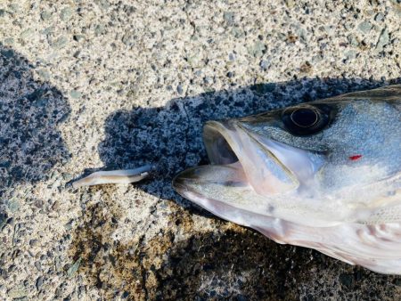 2025年一発目はシーバス