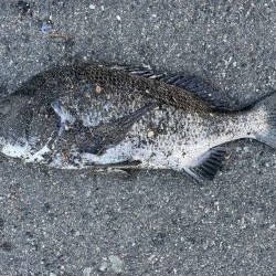 イチノ兄弟、釣果!