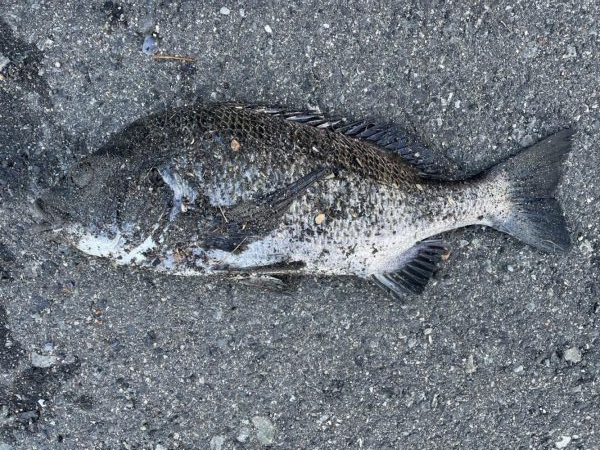 イチノ兄弟、釣果!