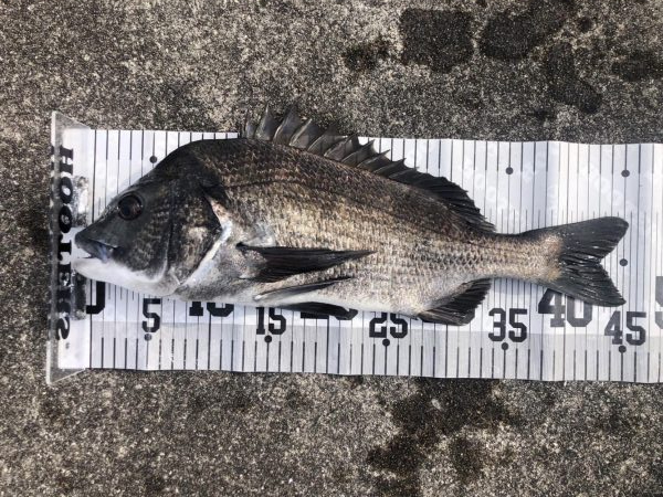 イチノ兄弟、釣果!