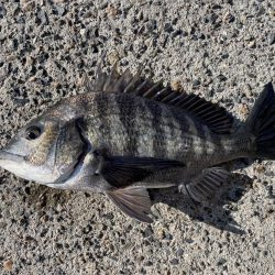 イチノ兄弟、釣果!